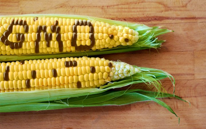GMO'S, HORMONES & YOU